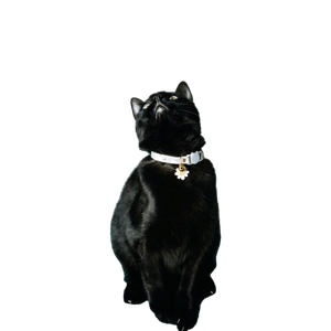 Vertical Shot Of A Black Cat With A Collar Looking Upwards Indoors. 17186 - Cat PNG image with transparent background